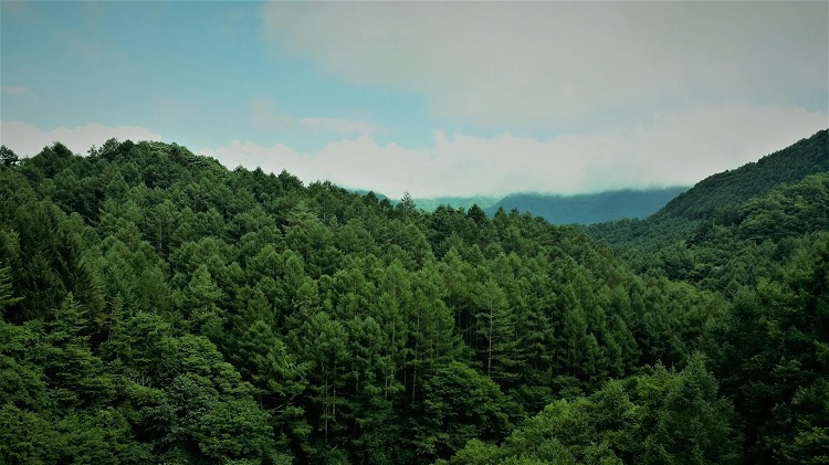 Nuevo registro de huella de carbono, compensación y proyectos de absorción de CO2