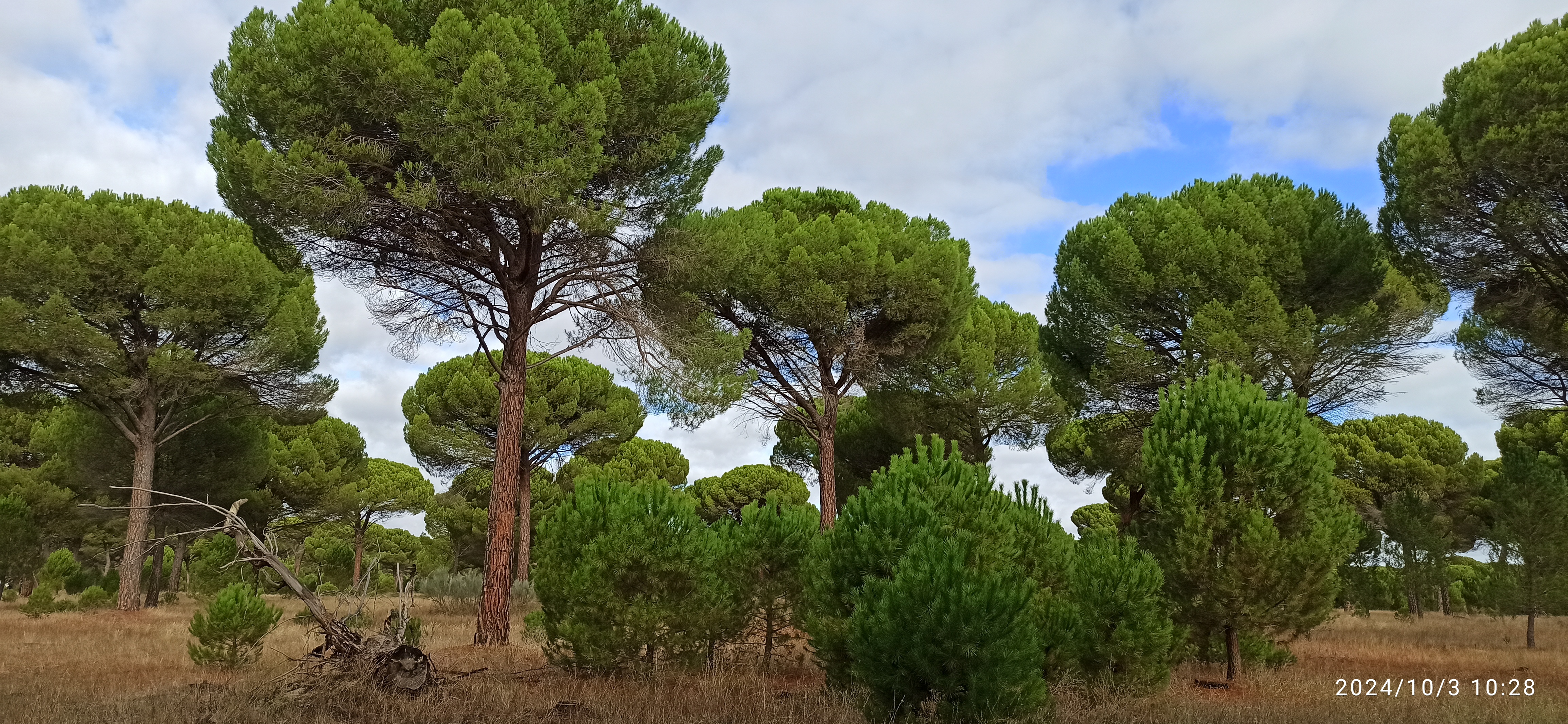 Jornada on-line sobre Investigación aplicada al sector forestal